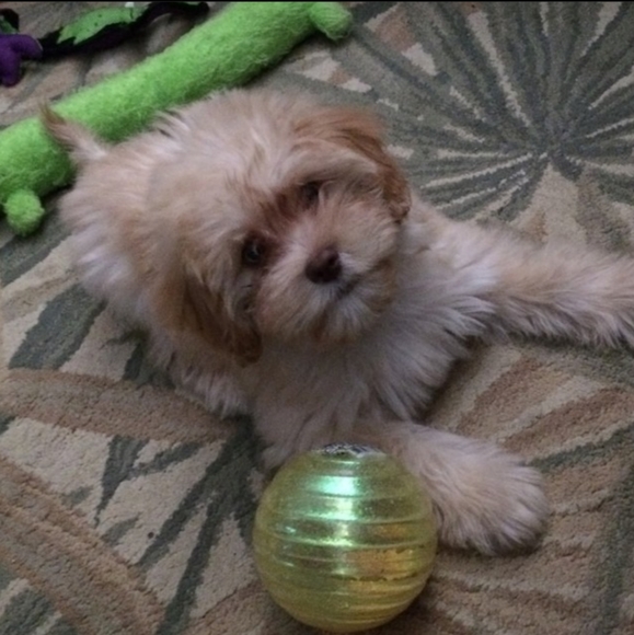 Meet your Posher, Debbie - Picture 6 of 16